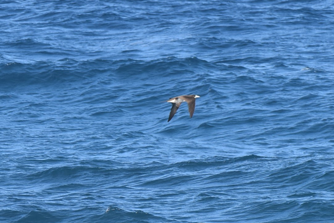 Brown Booby - ML133610831