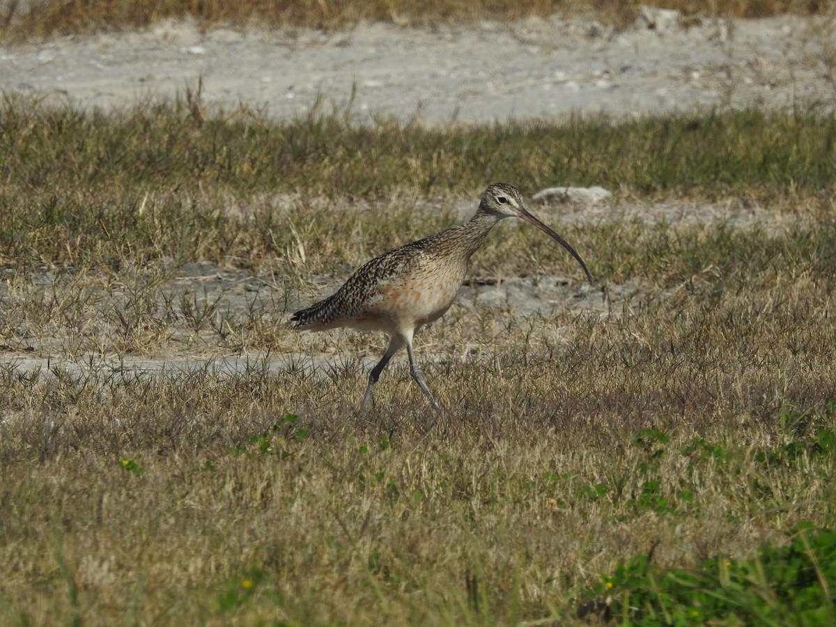 Long-billed Curlew - ML133611171
