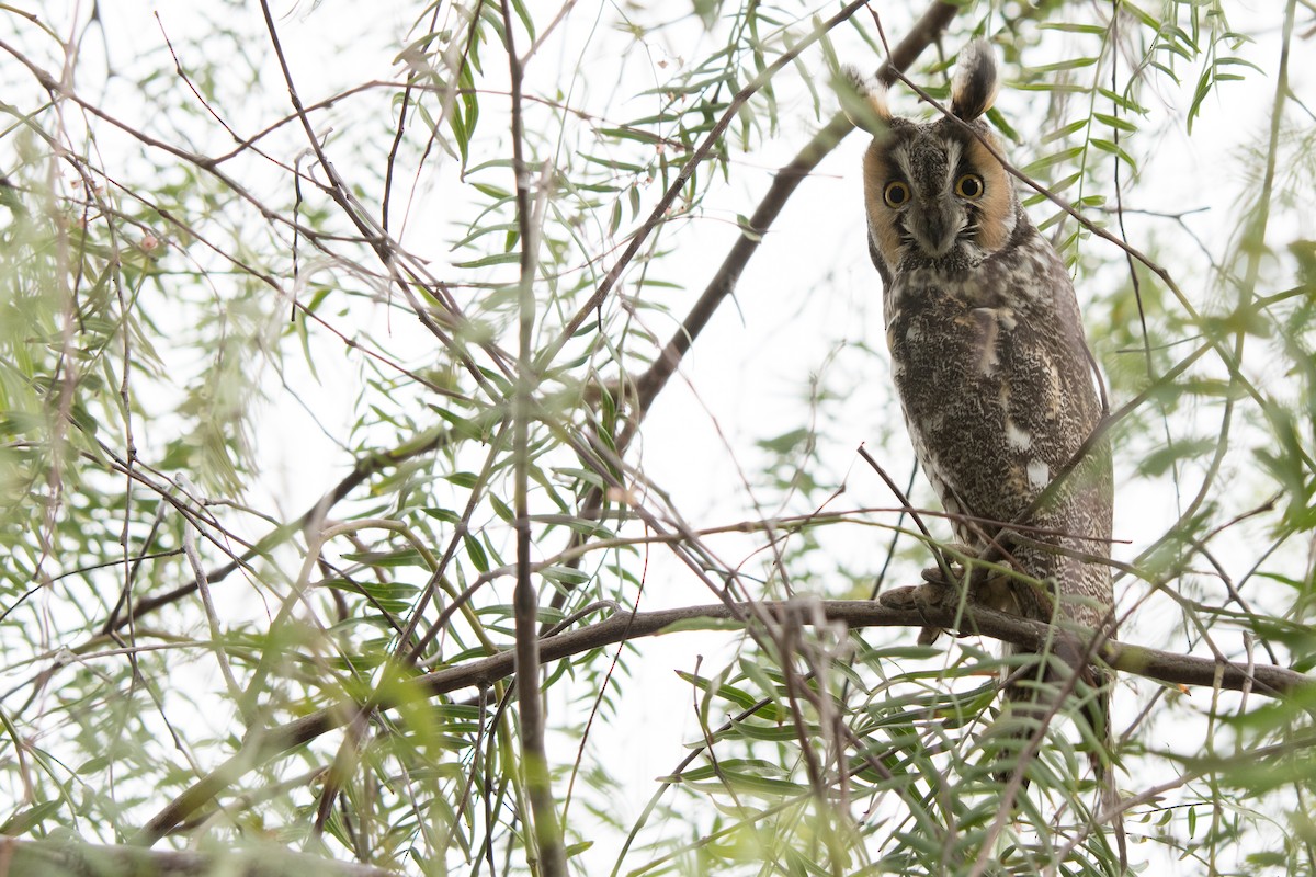 Long-eared Owl - Mark Schulist
