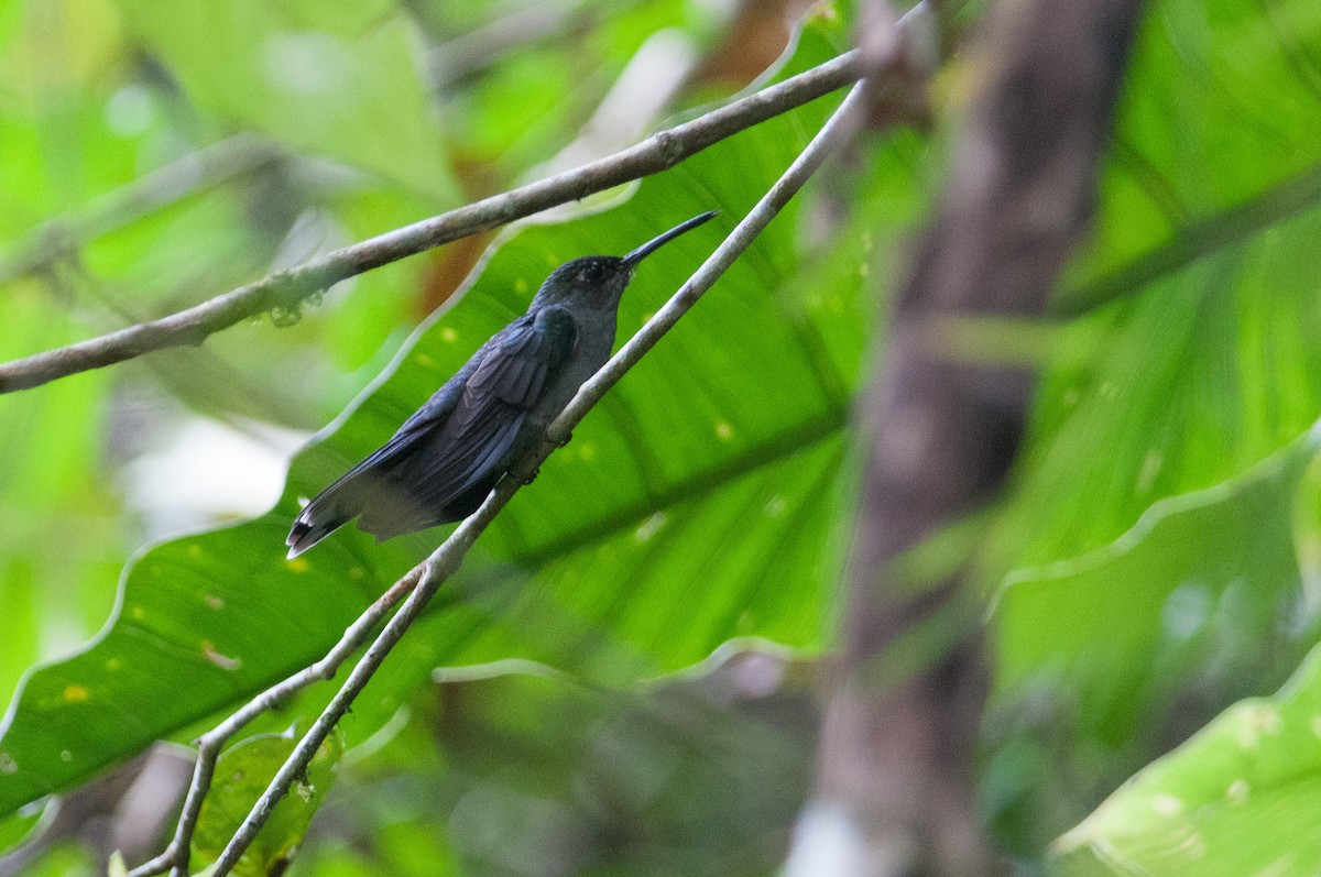 kolibřík šedoprsý - ML133613201