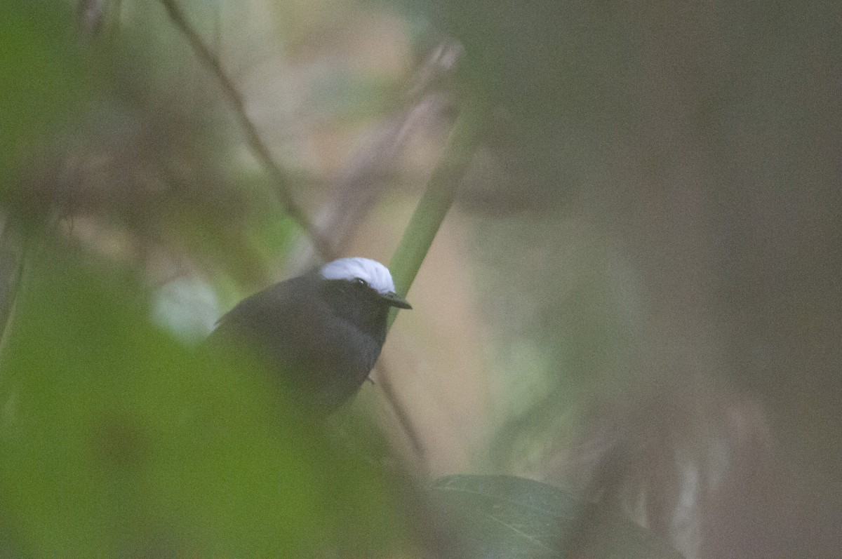 White-browed Antbird - ML133613401