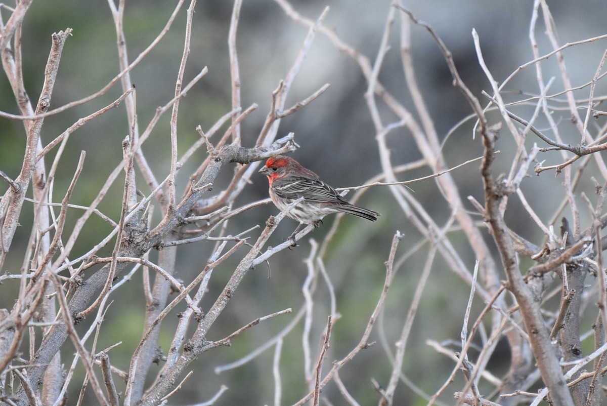 House Finch - T Norris