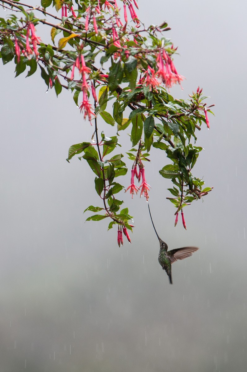 Sword-billed Hummingbird - Stephen Davies