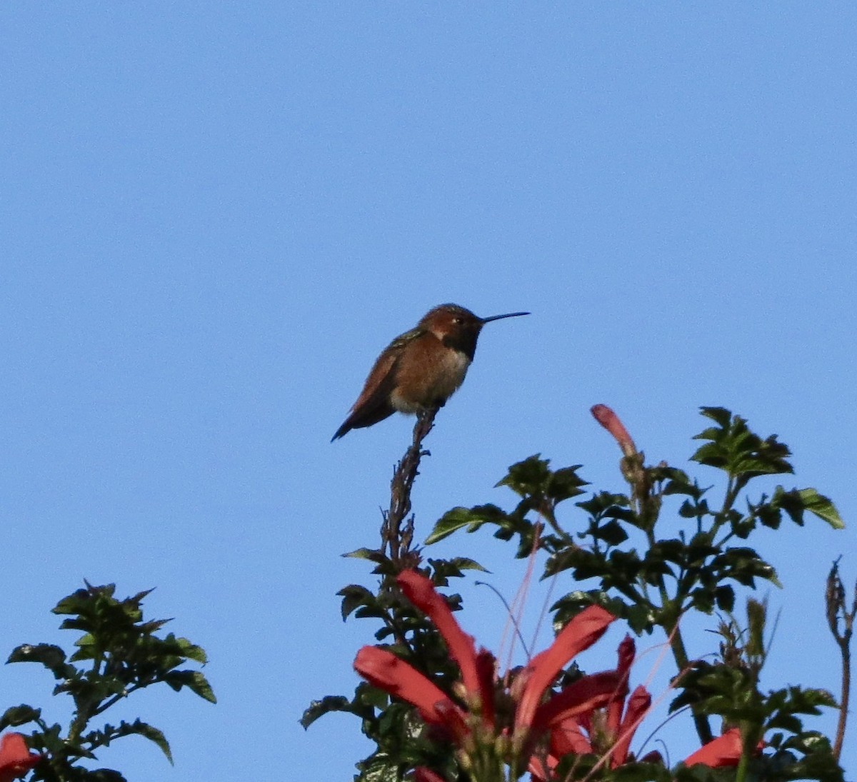 Allen's Hummingbird - ML133617671