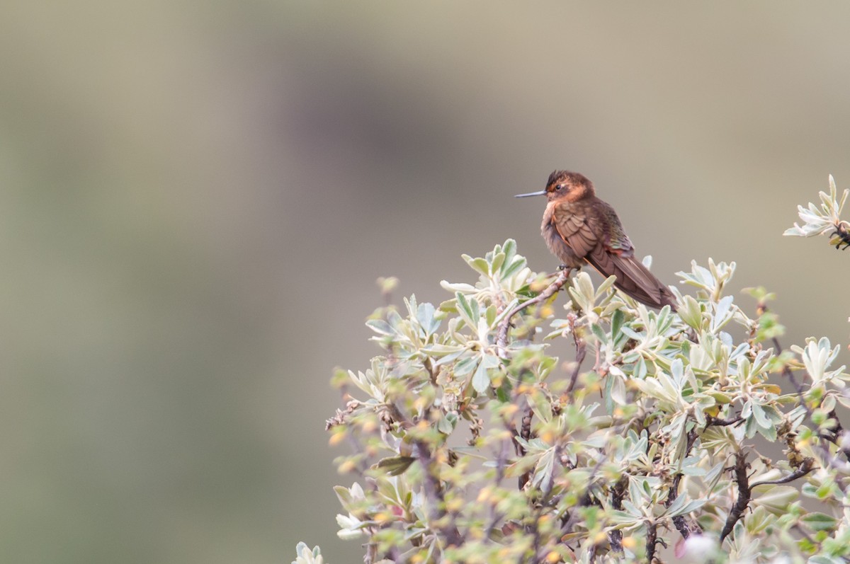 kolibřík duhovohřbetý - ML133619741