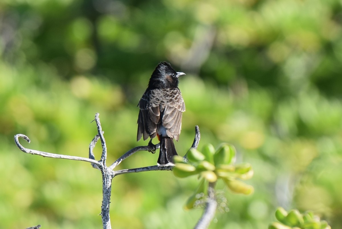 Red-vented Bulbul - ML133620771