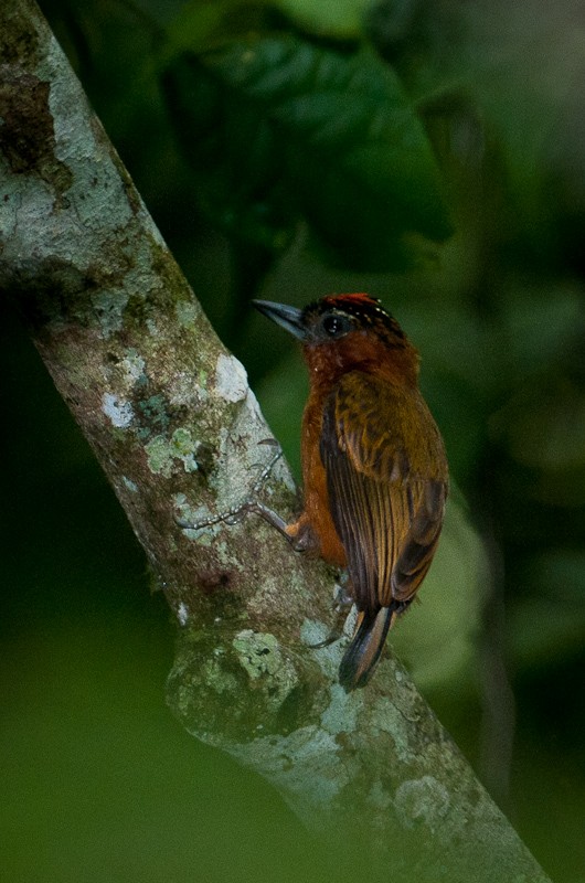 Rufous-breasted Piculet - ML133627511