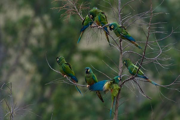 Blue-winged Macaw - Stephen Davies