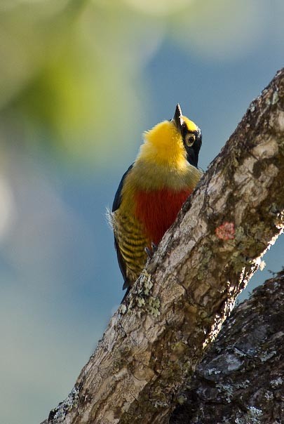 Yellow-fronted Woodpecker - ML133629261