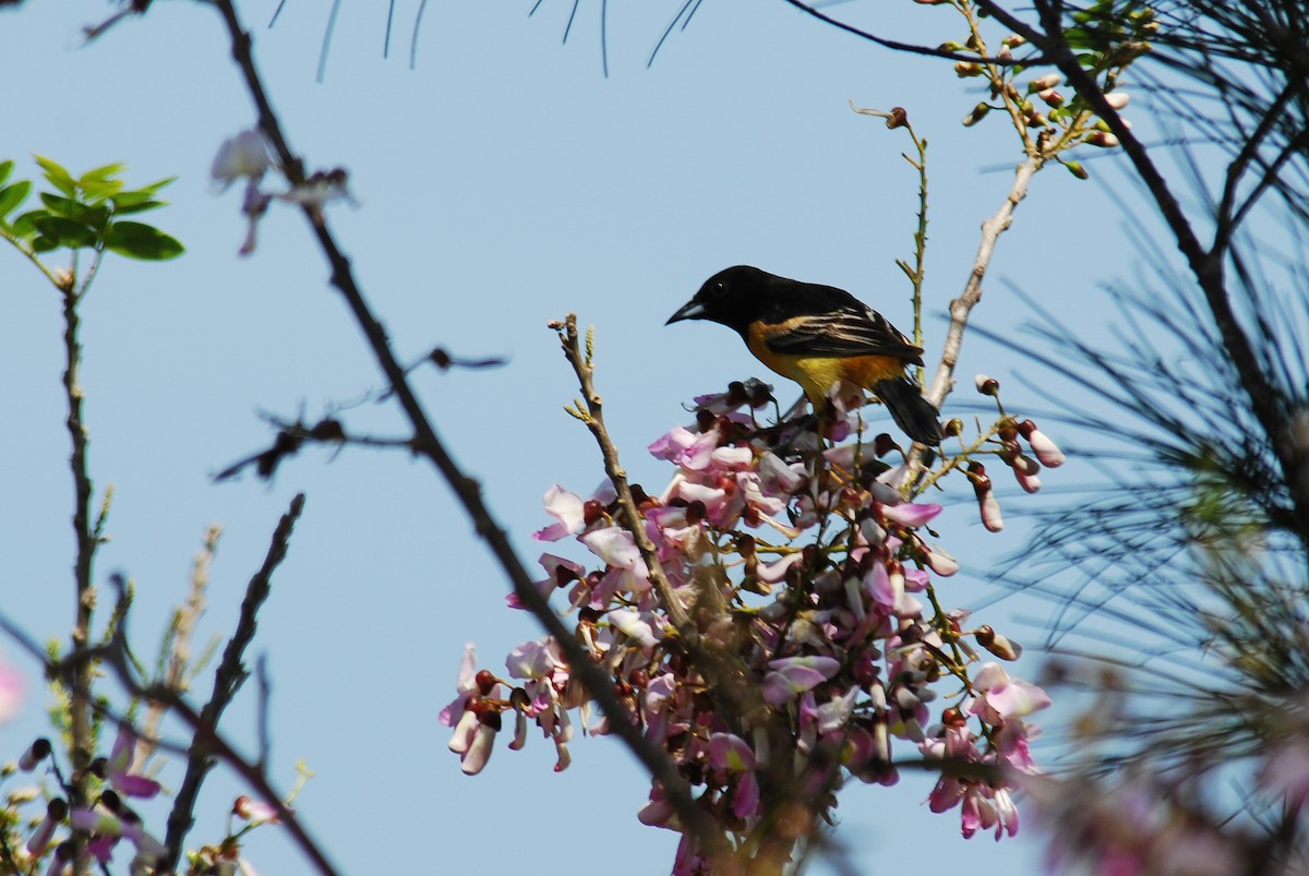 Orchard Oriole (Fuertes's) - ML133630321