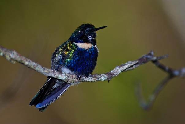 kolibřík čabrakový - ML133630801