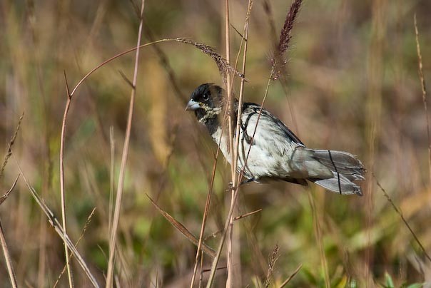 Double-collared Seedeater - ML133630871