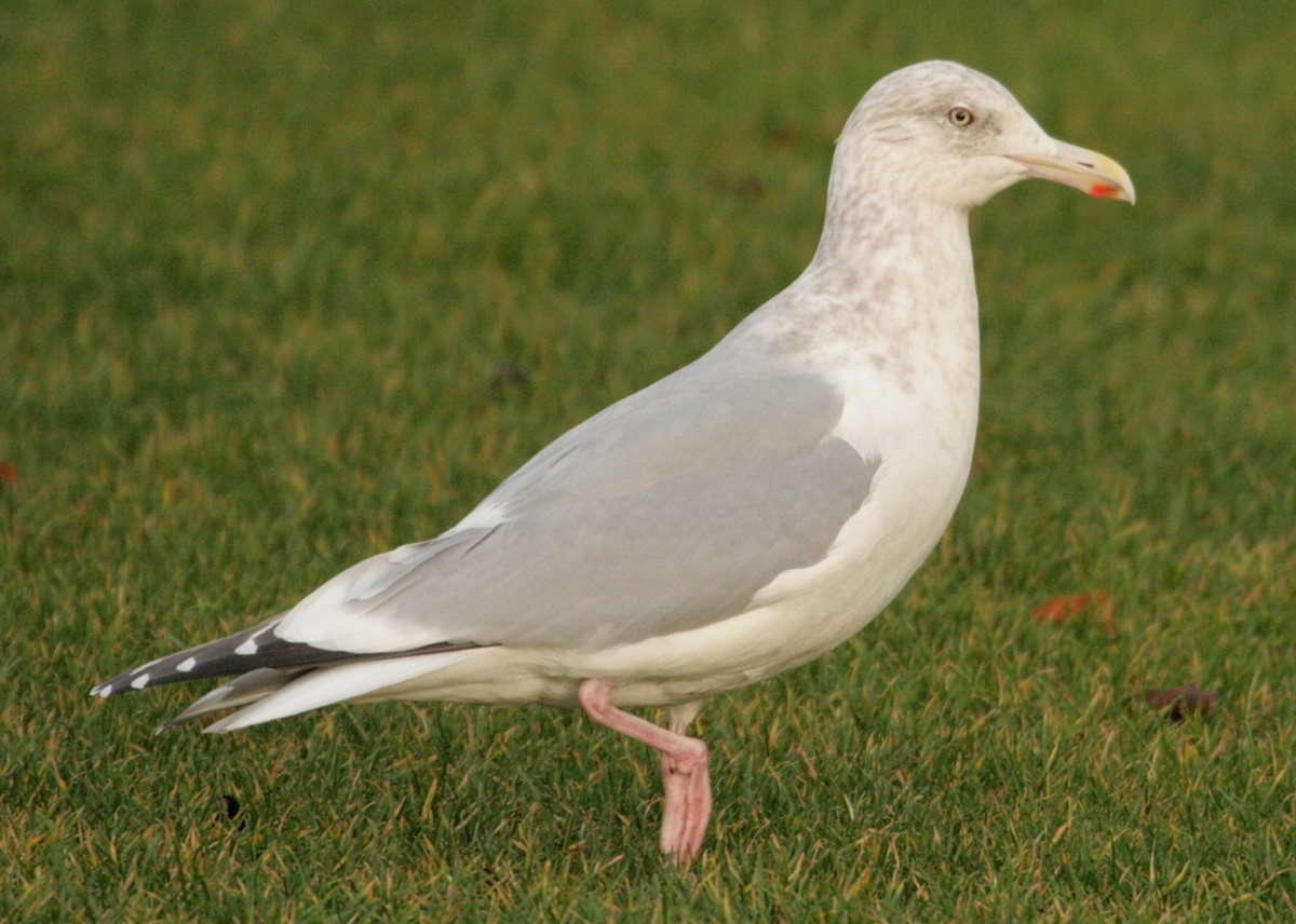 Herring x Glaucous-winged Gull (hybrid) - Rob Lyske
