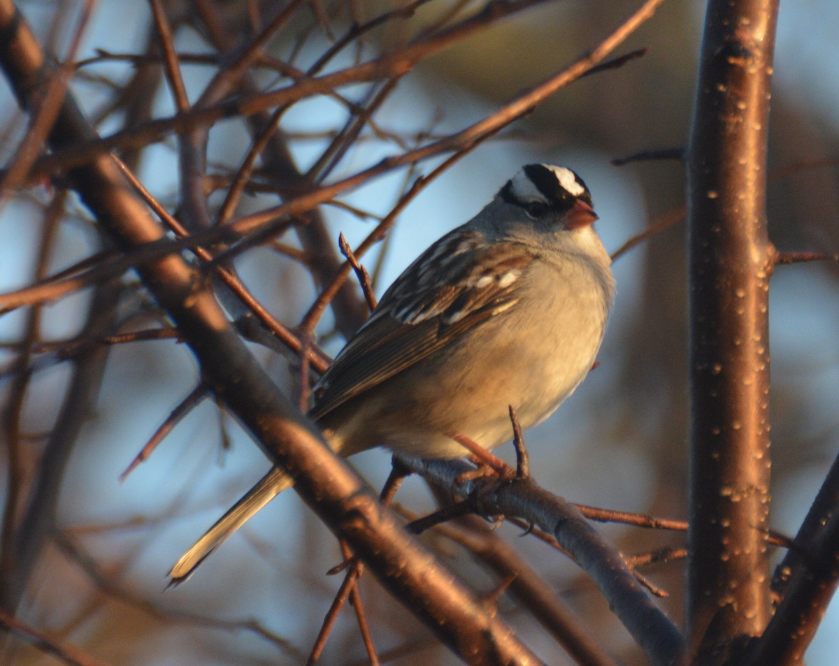 White-crowned Sparrow - ML133635261
