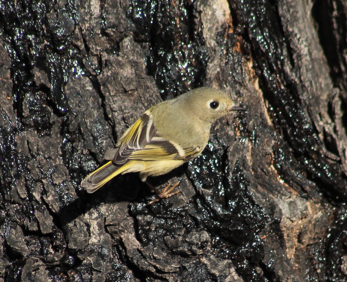 Ruby-crowned Kinglet - Candice Burns