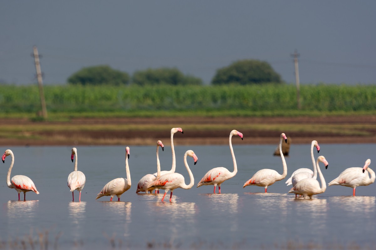 Greater Flamingo - ML133636921
