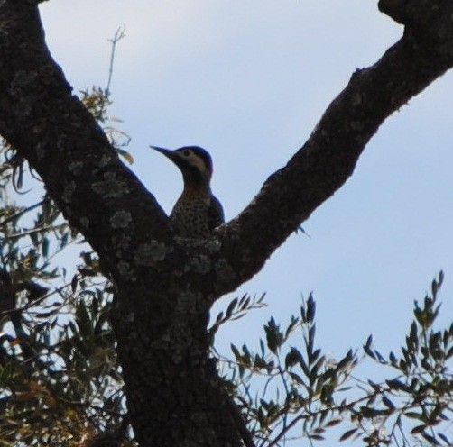 Green-barred Woodpecker - andres ebel