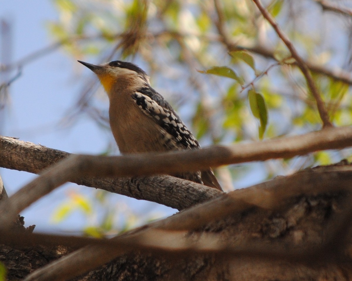 White-fronted Woodpecker - ML133637251