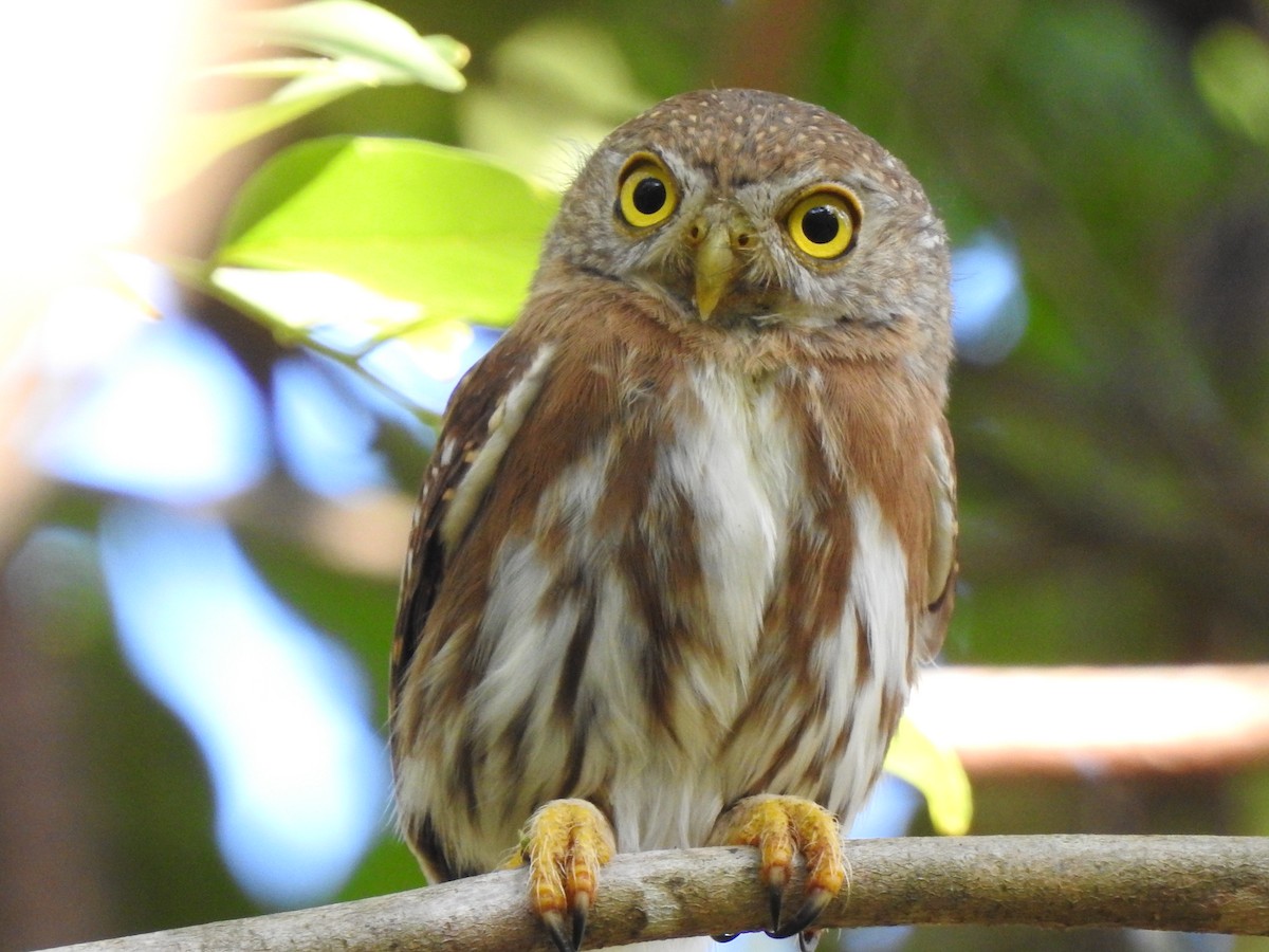 Colima Pygmy-Owl - ML133640081