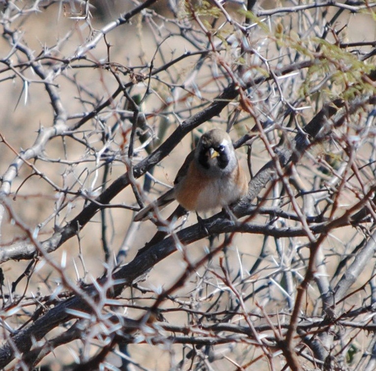 Many-colored Chaco Finch - ML133640721