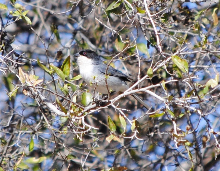 Black-capped Warbling Finch - ML133640881