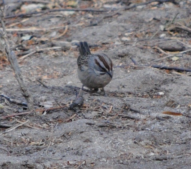 Chaco Sparrow - ML133641201