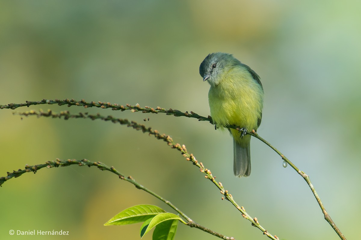 Yellow-crowned Tyrannulet - ML133642621