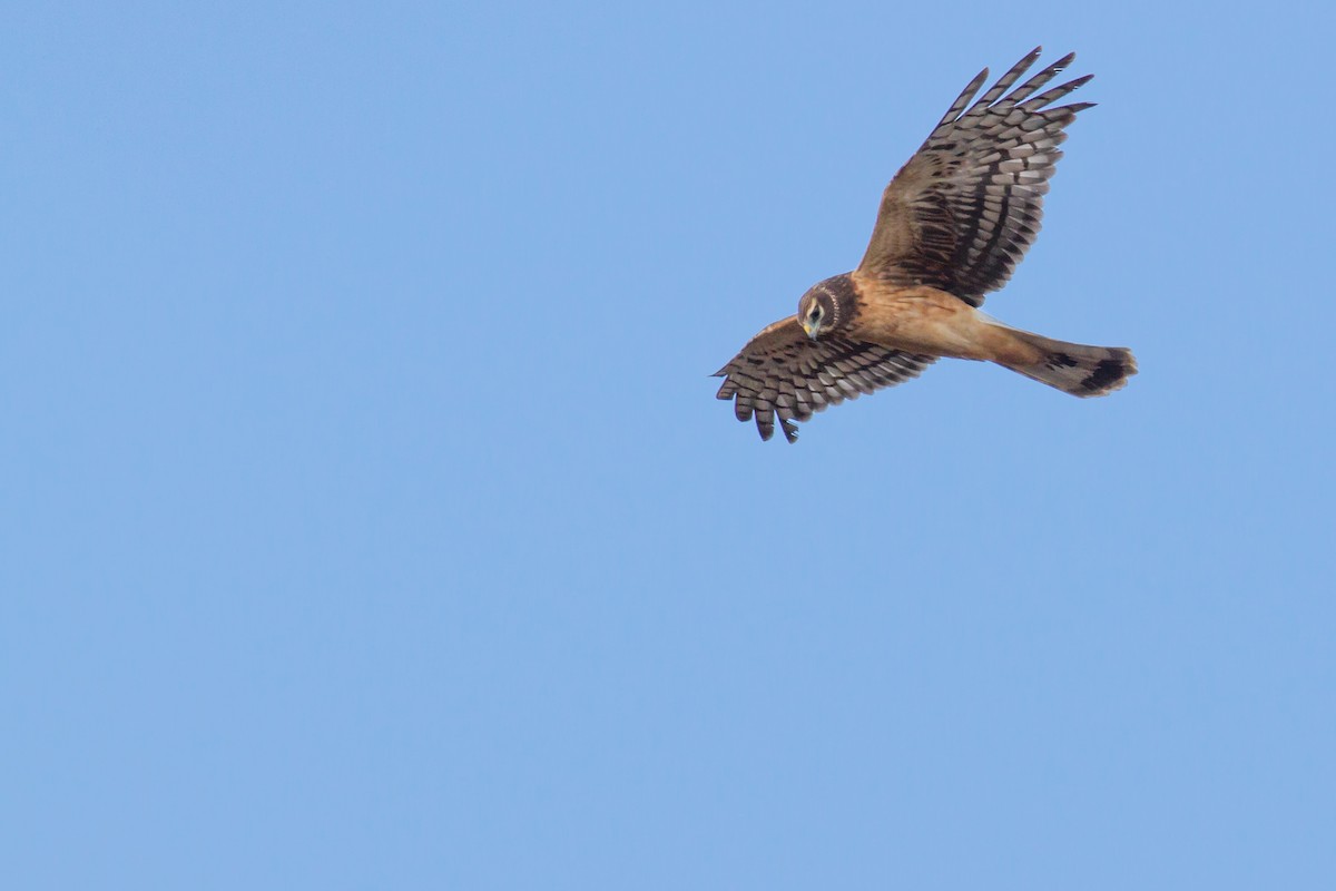 Northern Harrier - Mary Coomer
