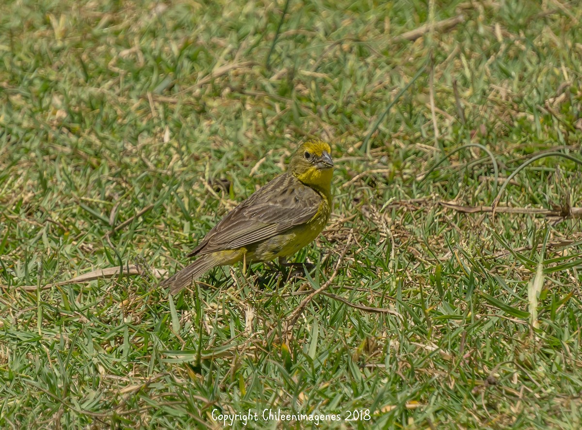 Grassland Yellow-Finch - Christian  Araos