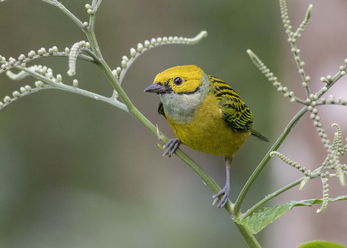 Silver-throated Tanager - ML133644851