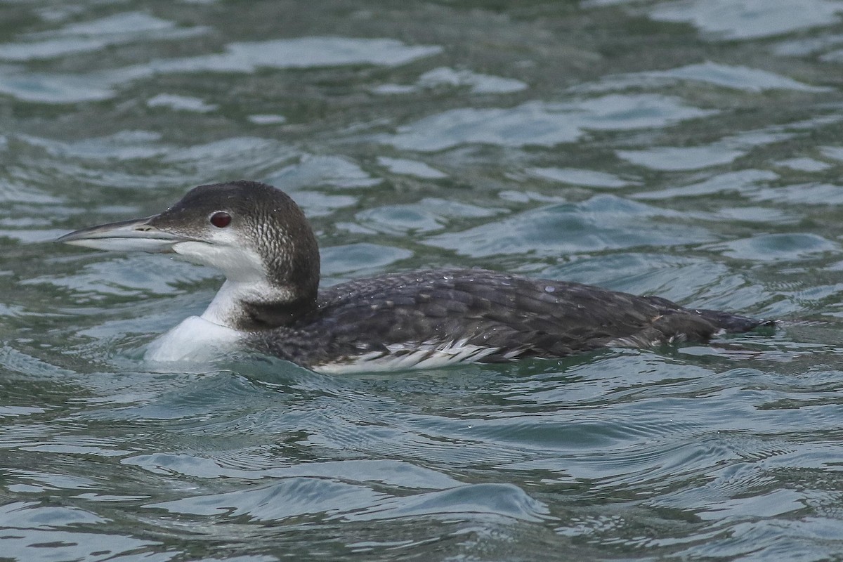 Common Loon - Charmaine Anderson