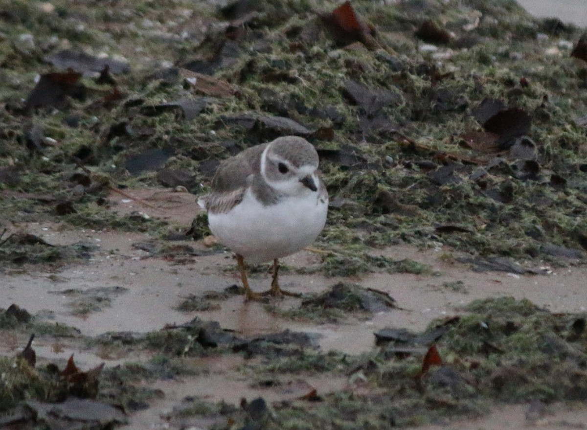 Piping Plover - Andrew S. Aldrich