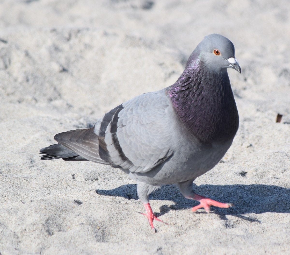 Pigeon biset (forme domestique) - ML133646881