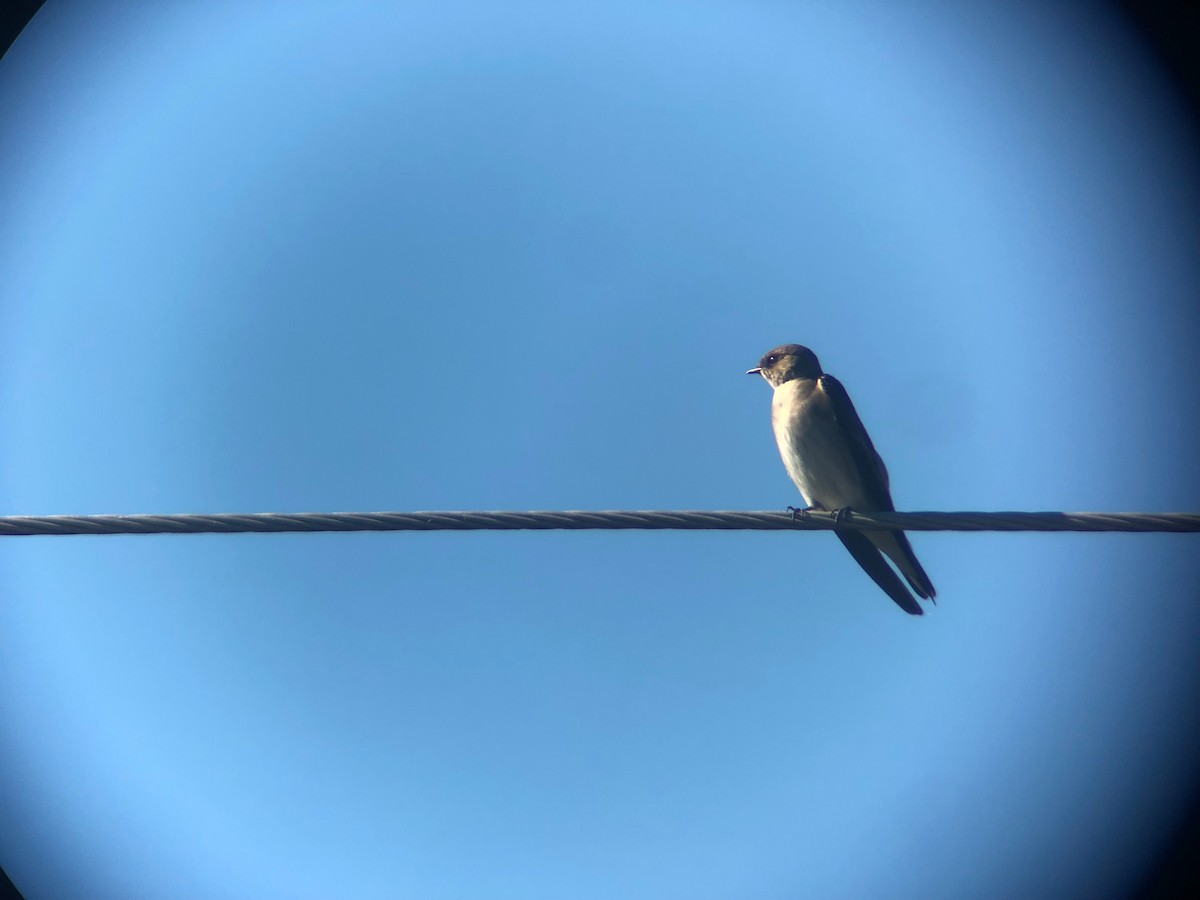 Northern Rough-winged Swallow - Eric Ripma