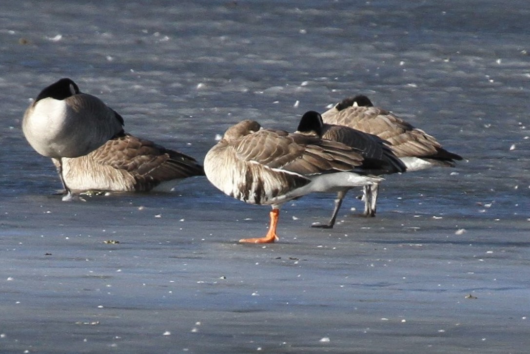 Greater White-fronted Goose - ML133647371