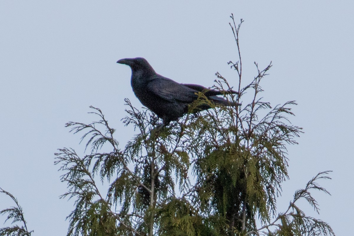Common Raven - ML133649621