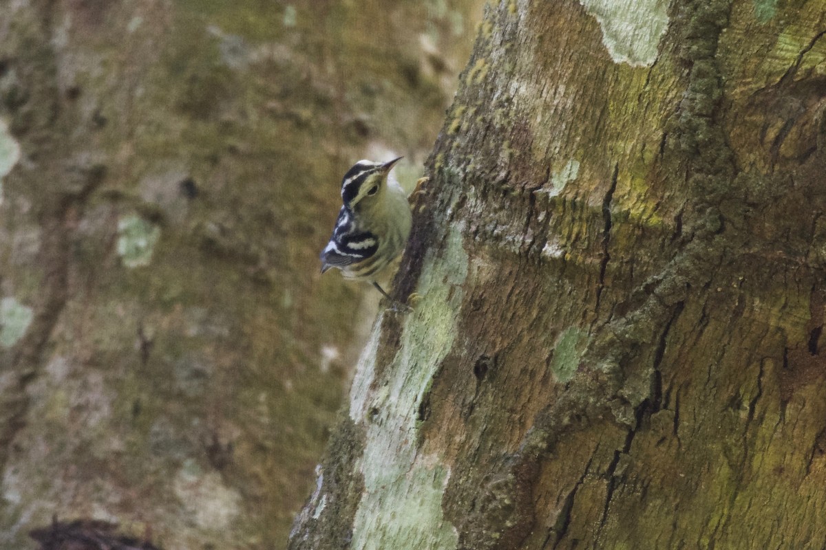 Black-and-white Warbler - ML133651461