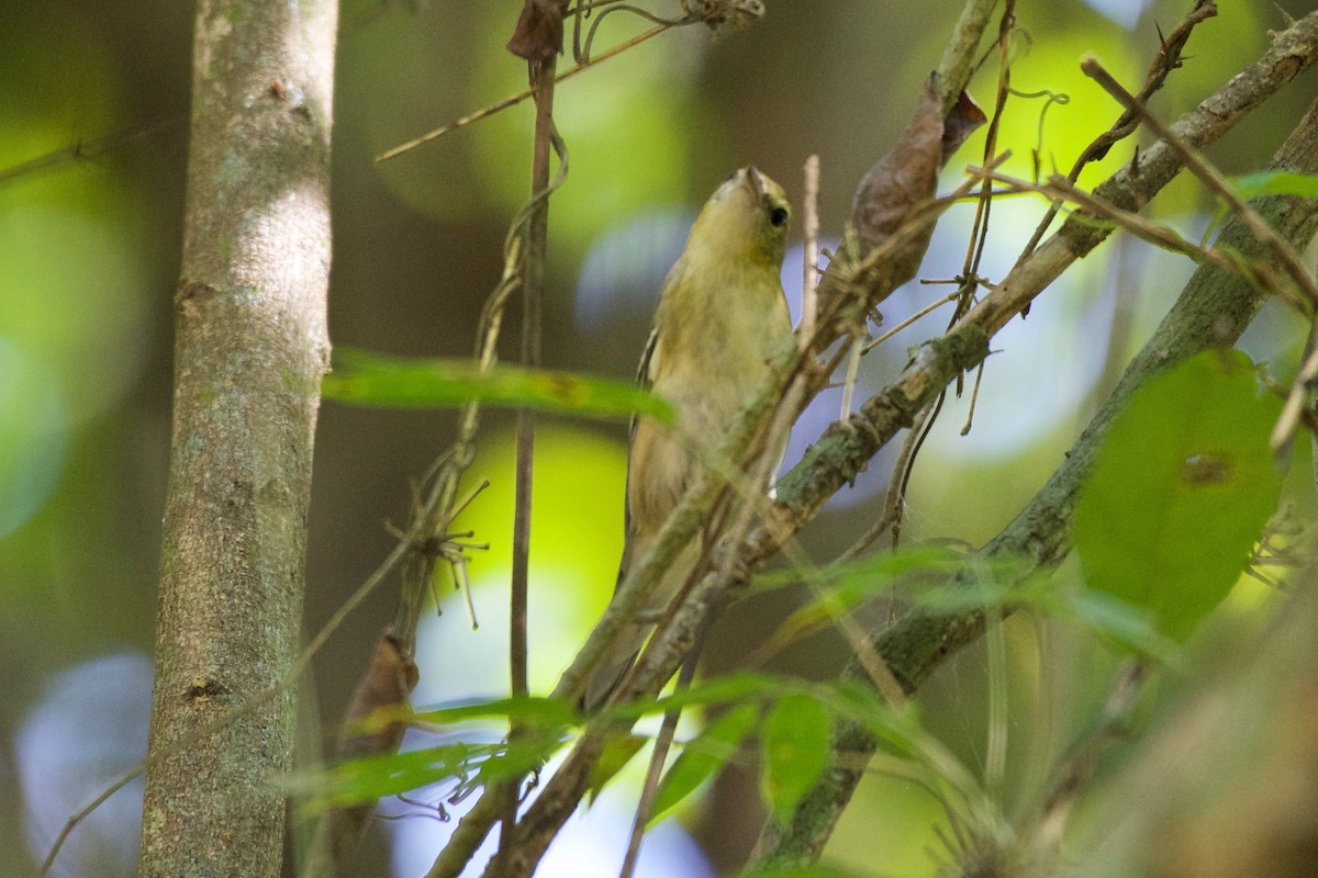 Bay-breasted Warbler - ML133651561