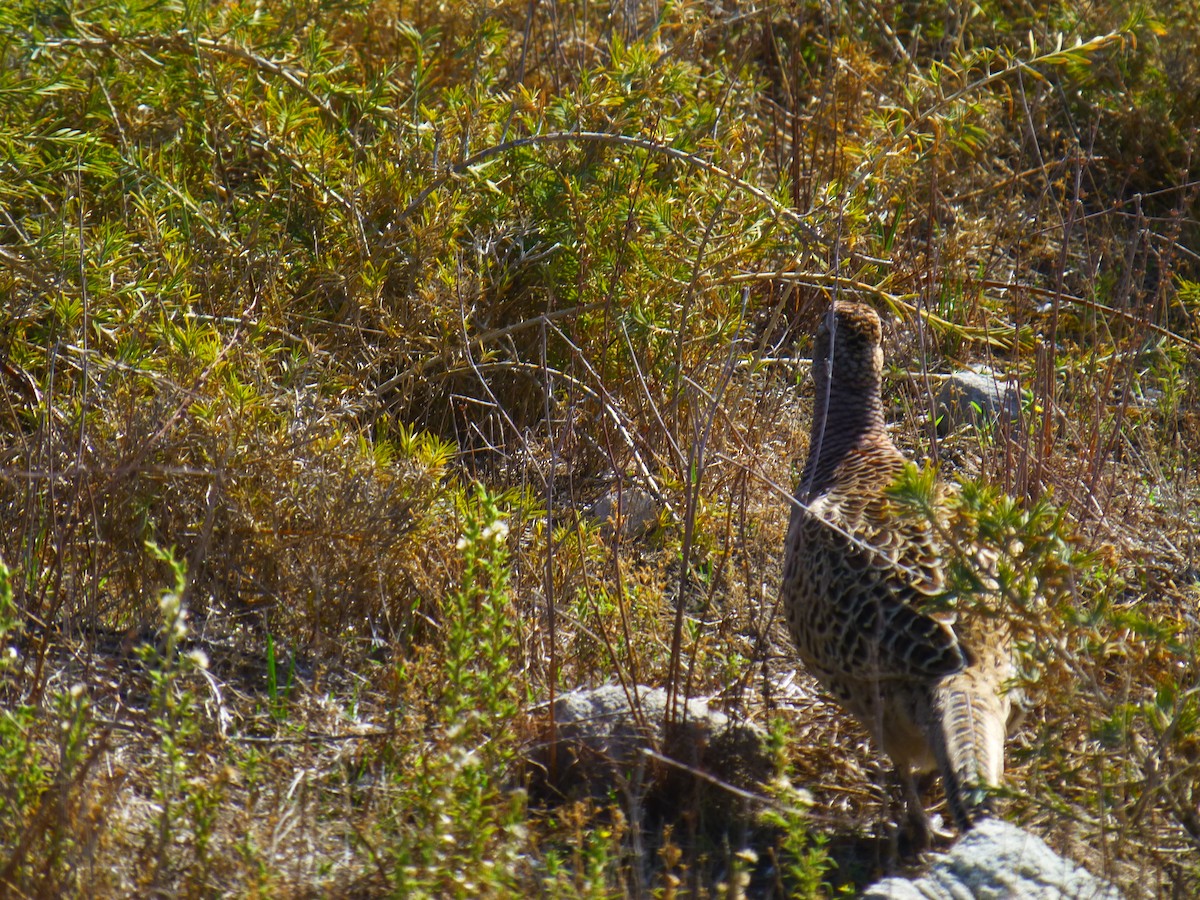 Ring-necked Pheasant - ML133651881