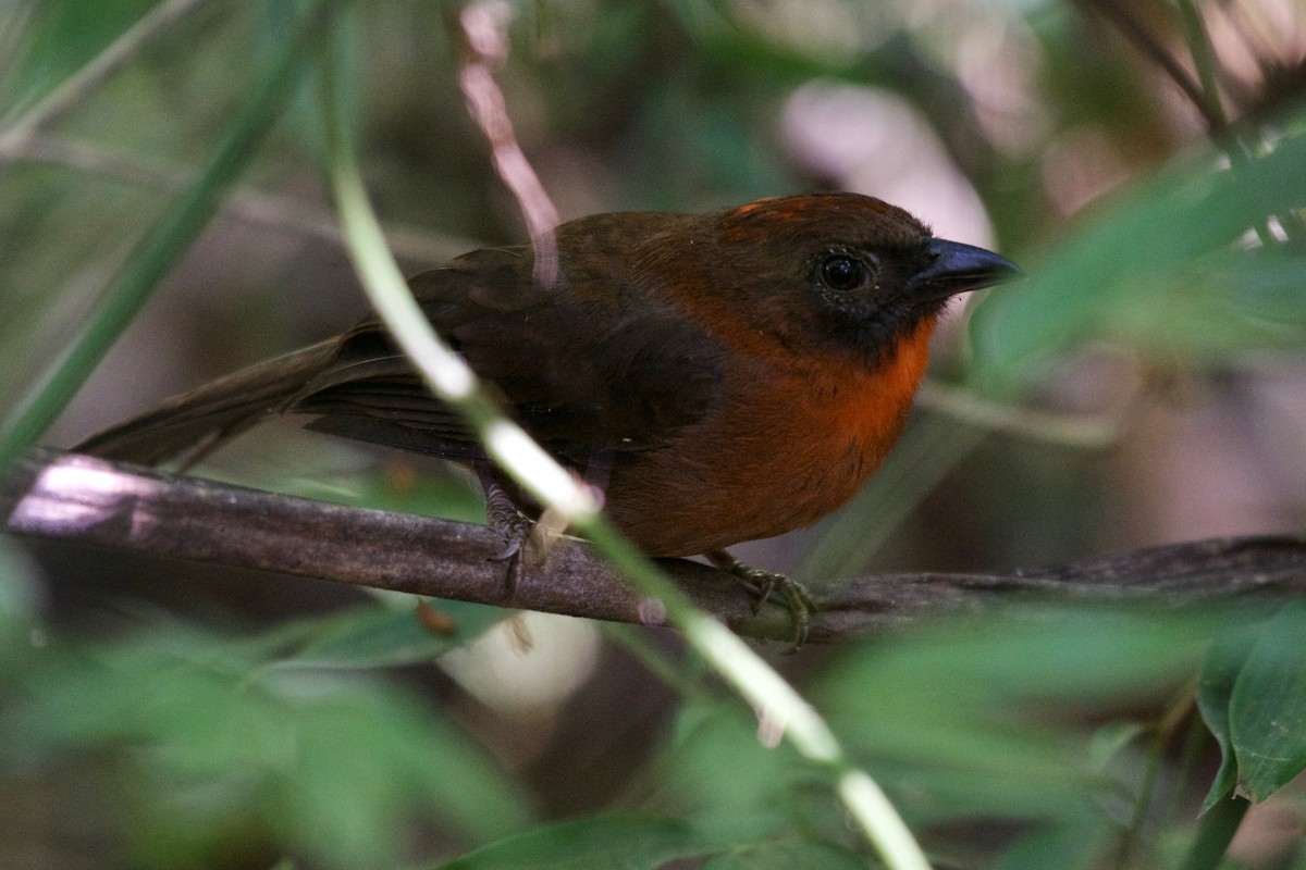 Red-throated Ant-Tanager - ML133652081
