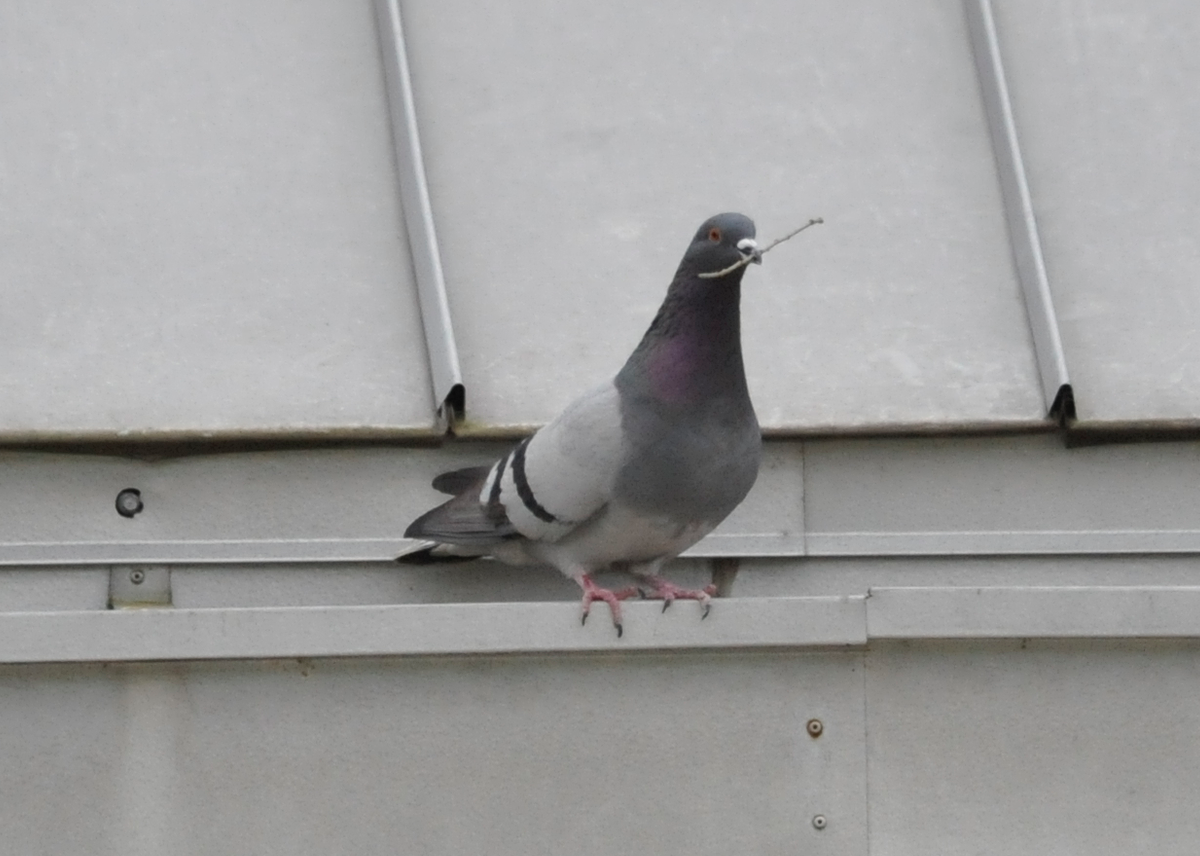 Rock Pigeon (Feral Pigeon) - ML133653531