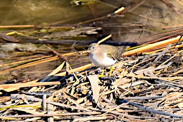 Spotted Sandpiper - Steve and Sue Whitmer