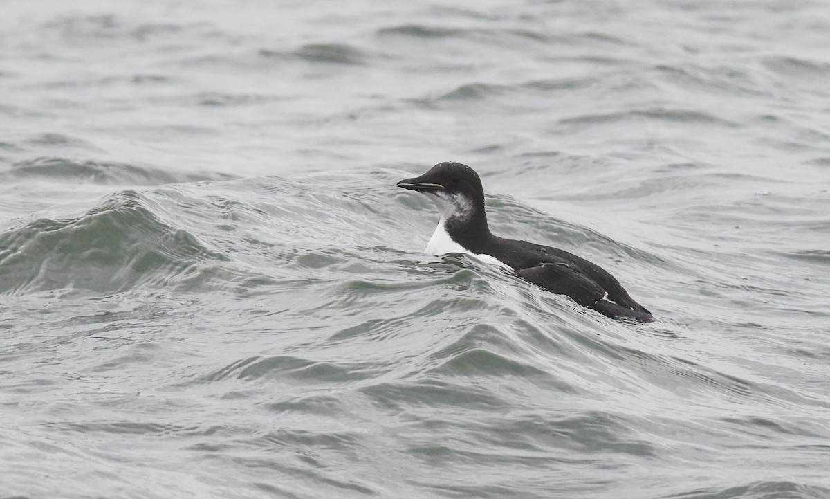 Thick-billed Murre - ML133661281