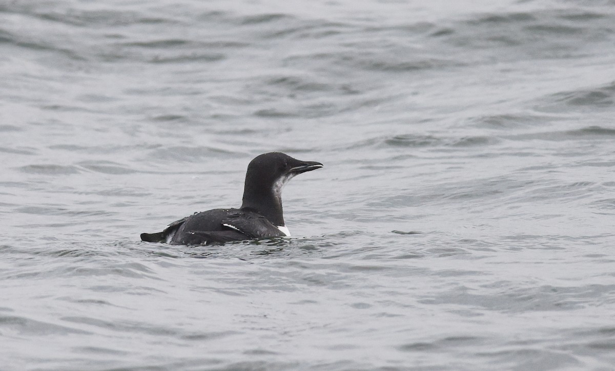 Thick-billed Murre - ML133661291
