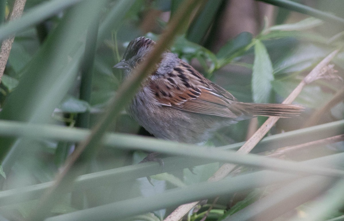 Swamp Sparrow - ML133662751