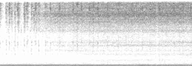Common Meadow Katydid - ML133663