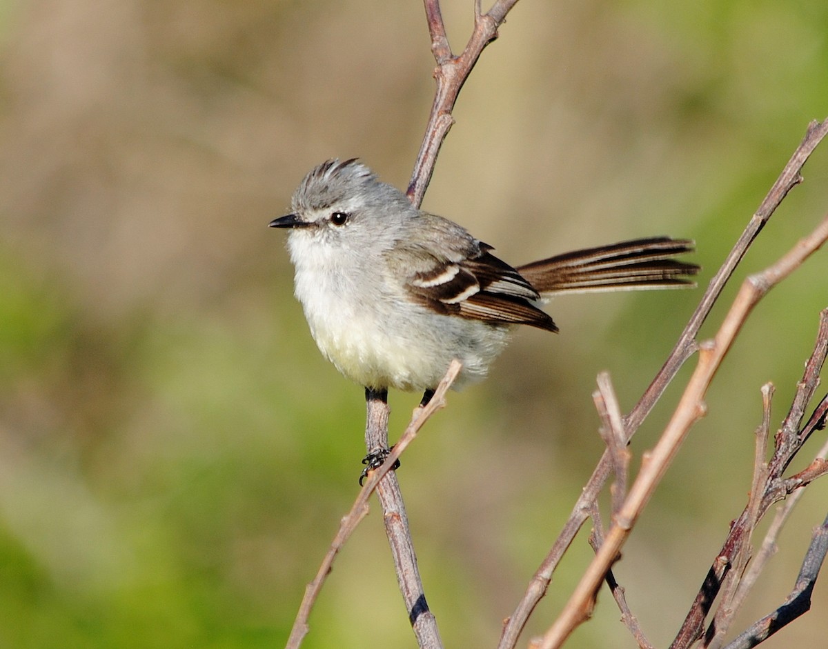 White-crested Tyrannulet (Sulphur-bellied) - Julián Tocce