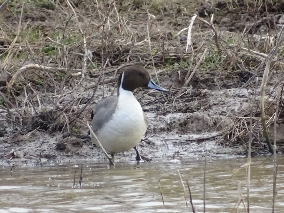 Northern Pintail - Annie Downing