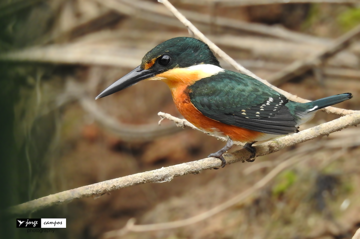 Green-and-rufous Kingfisher - ML133667791
