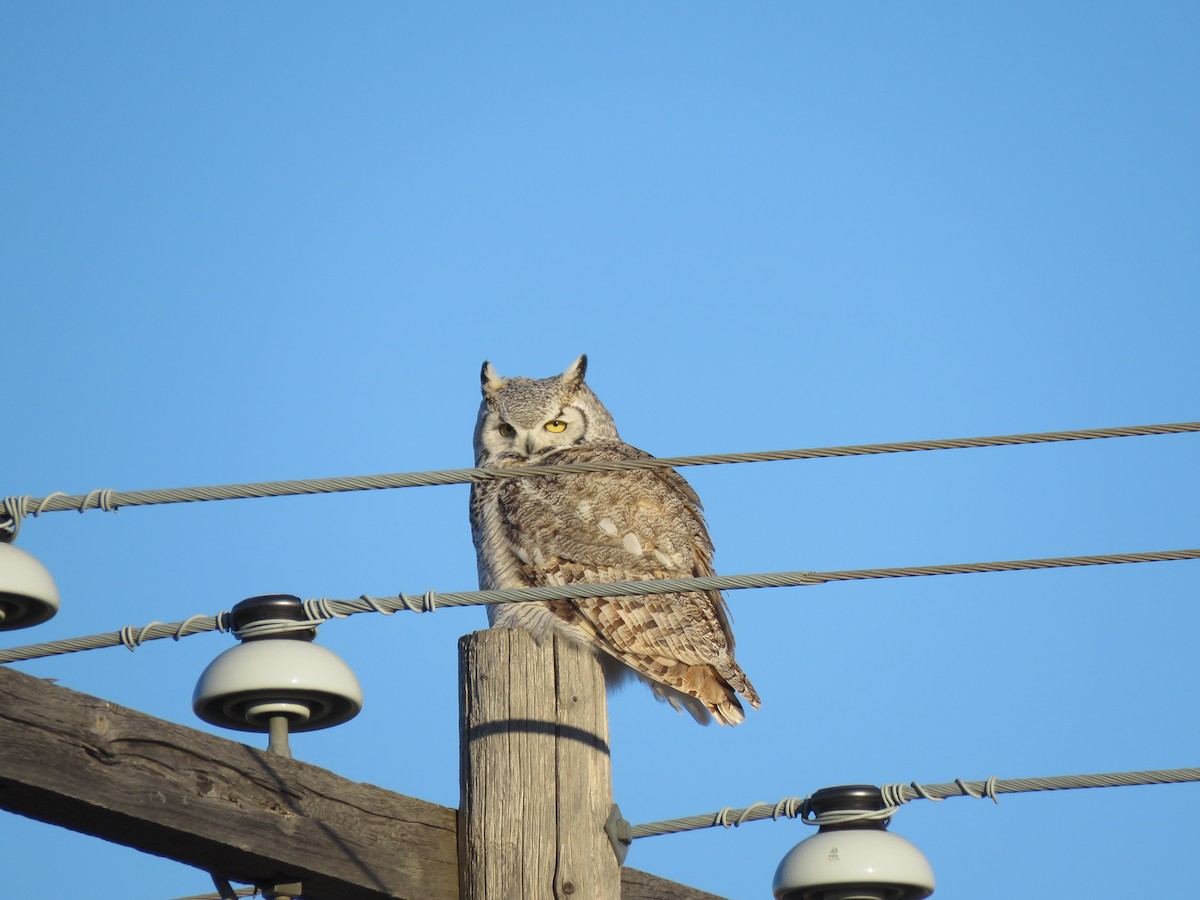 Great Horned Owl - ML133668751